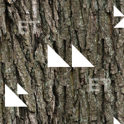 Seamless Tree Bark