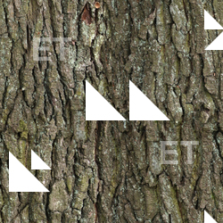 Seamless Tree Bark