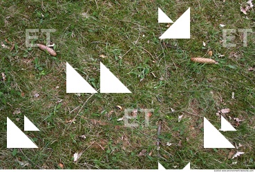 Photo Texture of Grass