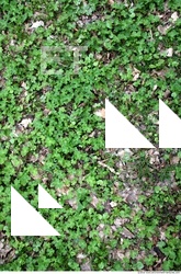 Photo Texture of Groundplants