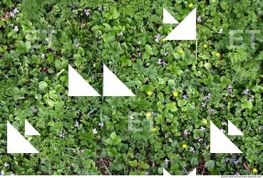 Photo Texture of Groundplants