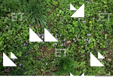 Photo Texture of Groundplants