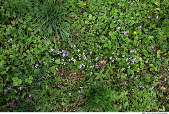 Groundplants