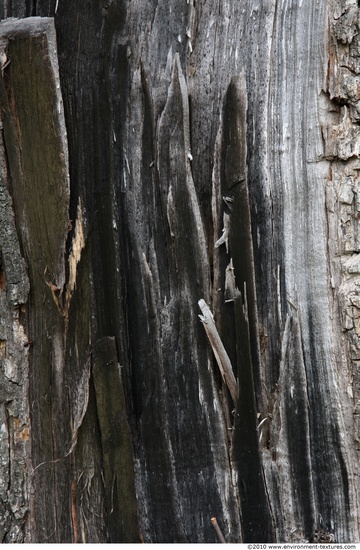 Tree Bark