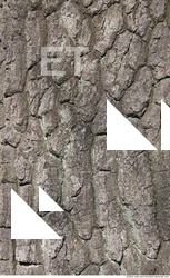Tree Bark