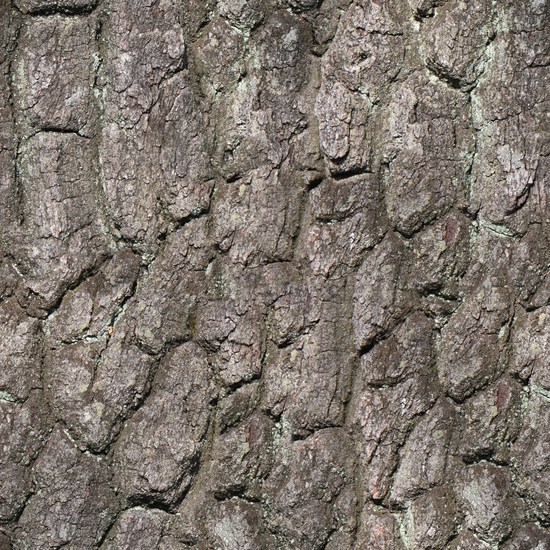 Seamless Tree Bark