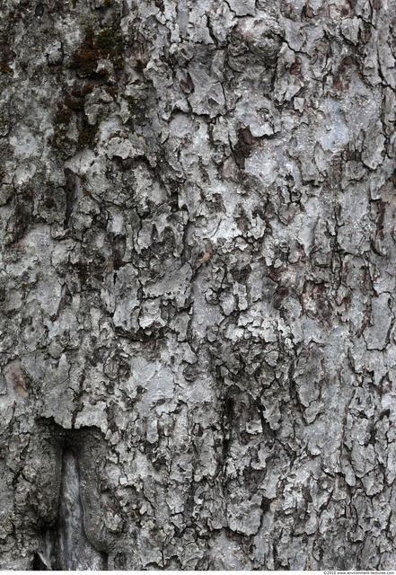 Tree Bark