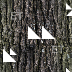 Seamless Tree Bark