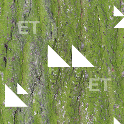 Seamless Tree Bark