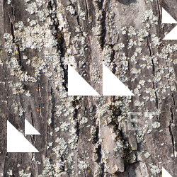 Seamless Tree Bark