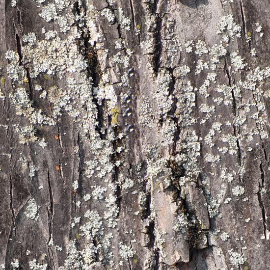 Seamless Tree Bark