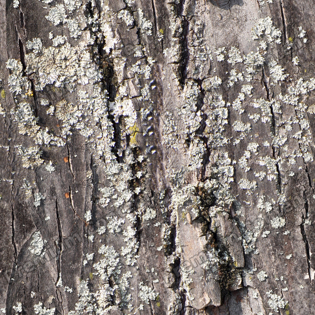 Seamless Tree Bark