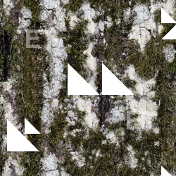 Seamless Tree Bark