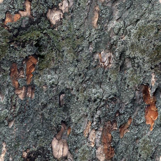 Seamless Tree Bark