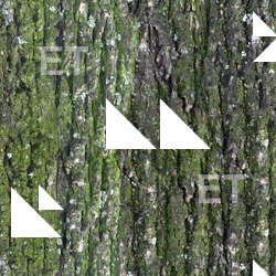 Seamless Tree Bark
