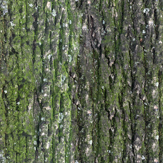 Seamless Tree Bark