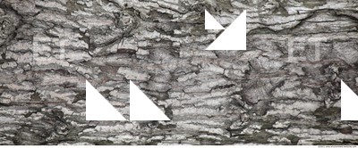 Tree Bark