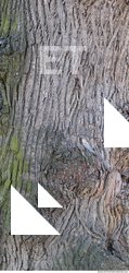 Tree Bark