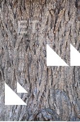 Tree Bark