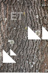 Tree Bark
