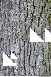 Tree Bark
