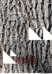 Tree Bark