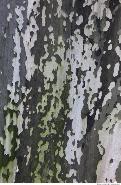 Tree Bark