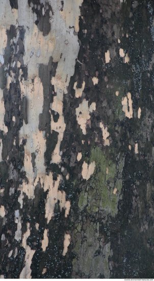 Tree Bark