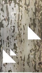 Tree Bark