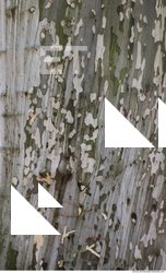 Tree Bark 0024