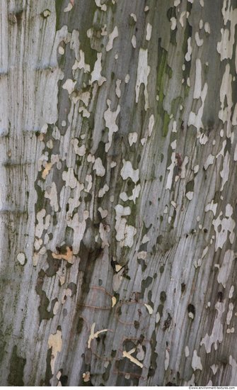 Tree Bark