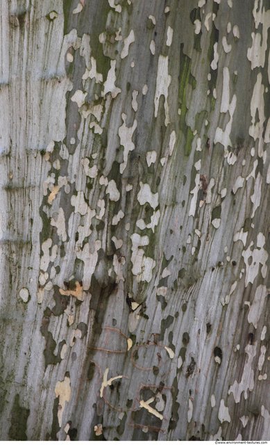 Tree Bark