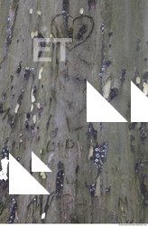 Tree Bark 0026