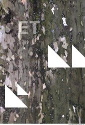 Tree Bark 0027
