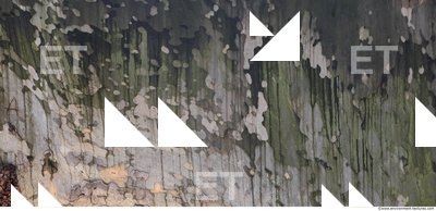 Tree Bark 0029