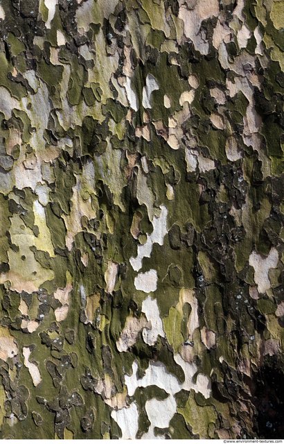 Tree Bark