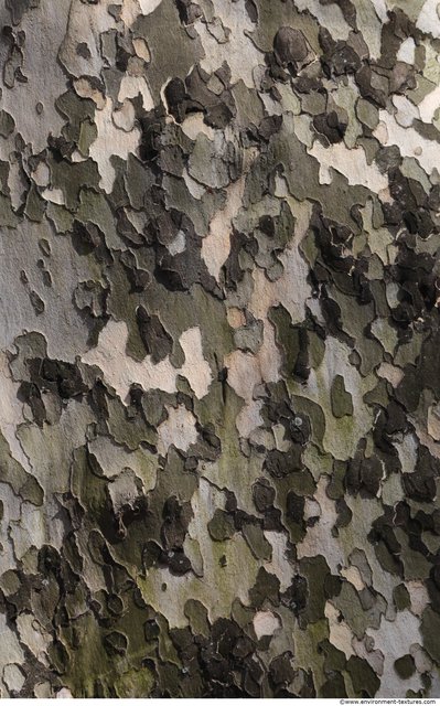 Tree Bark