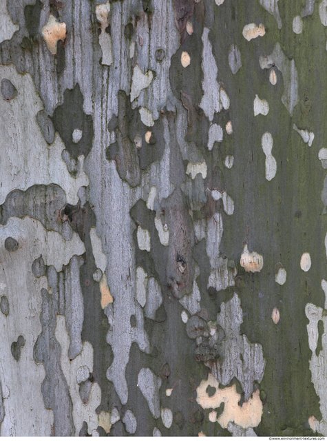 Tree Bark