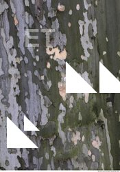 Tree Bark 0035