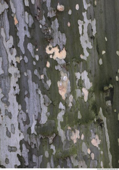 Tree Bark