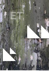 Tree Bark 0039
