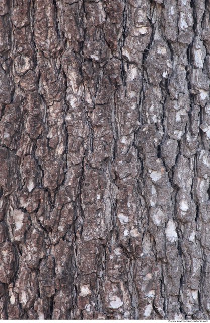 Tree Bark