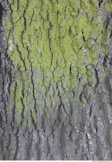 Tree Bark