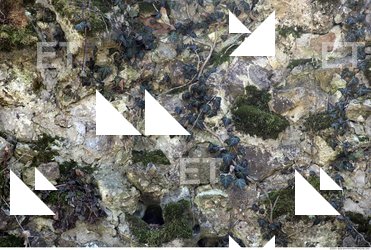 Overgrown Walls Stones