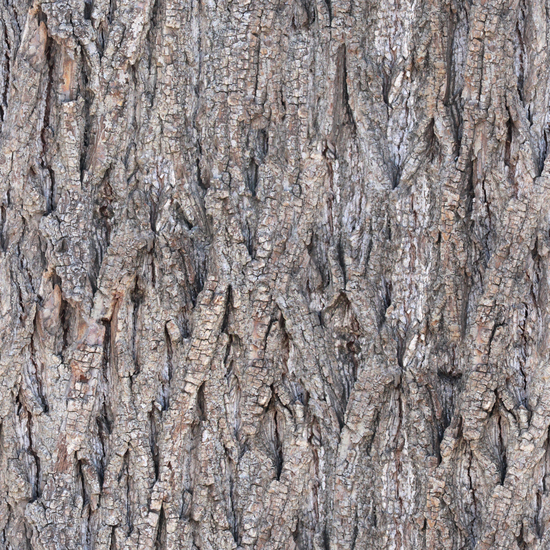 Seamless Tree Bark