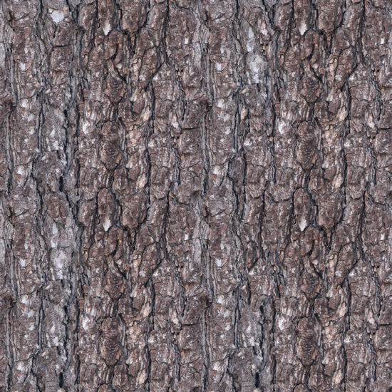 Seamless Tree Bark