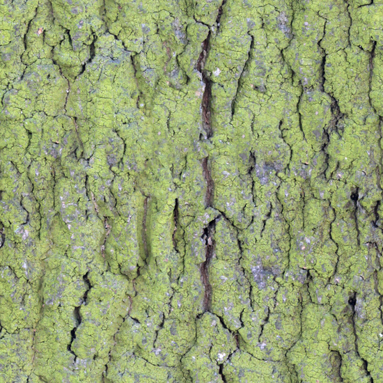 Seamless Tree Bark