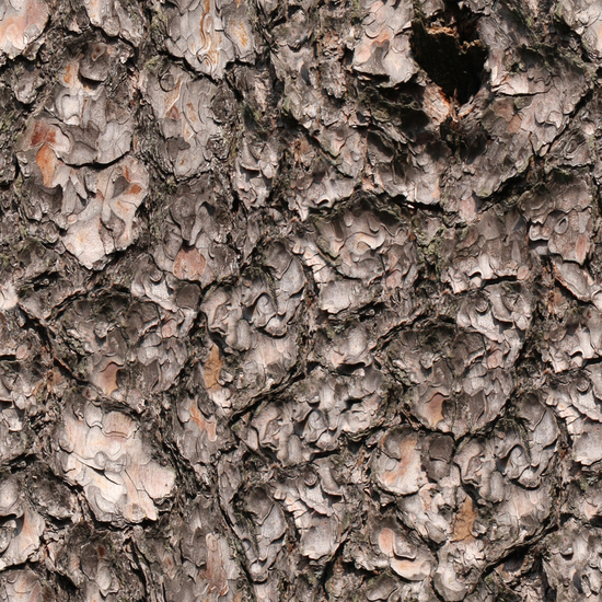 Seamless Tree Bark