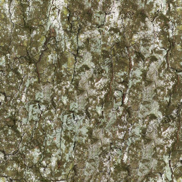 Seamless Tree Bark