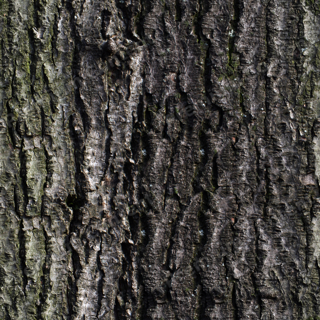 Seamless Tree Bark